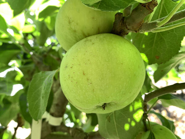 Buy Fruit Trees, Scions, and Rootstocks - Cummins Nursery