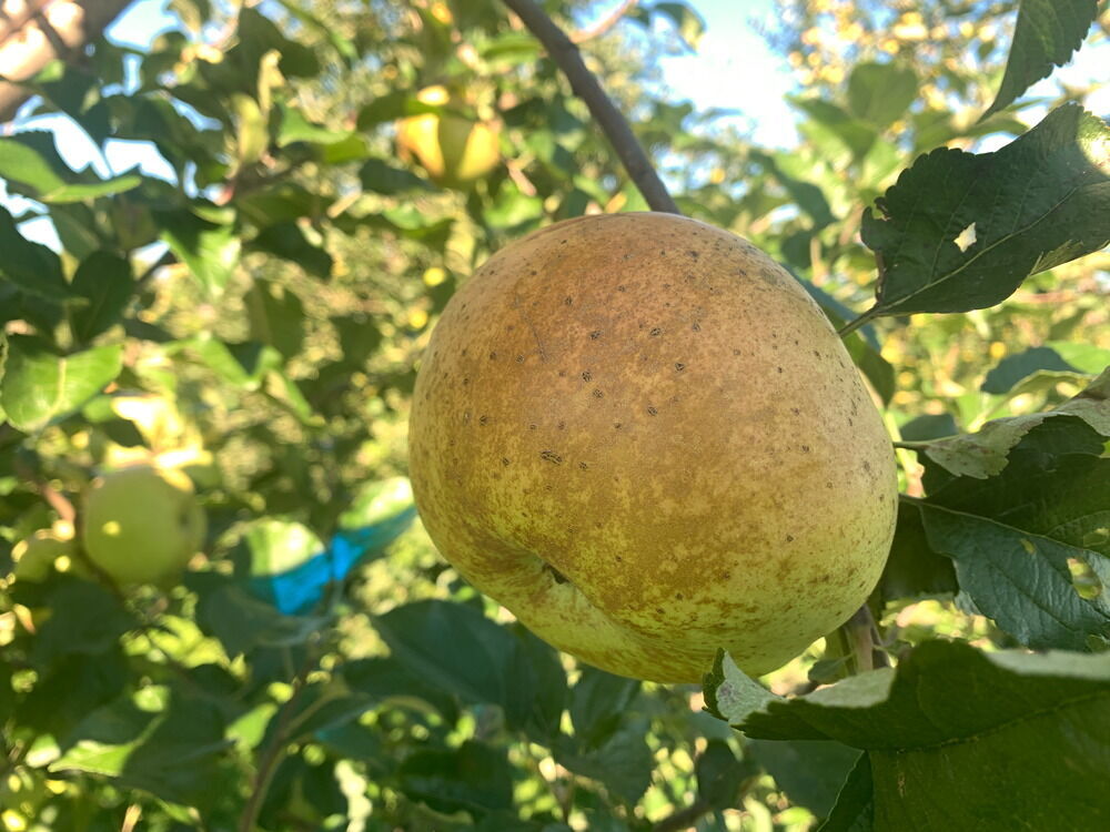 Gnarled Chapman Apple on G.935 - Cummins Nursery - Fruit Trees