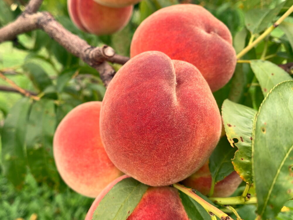 PF 8 Ball Peach on Nemaguard - Cummins Nursery - Fruit Trees