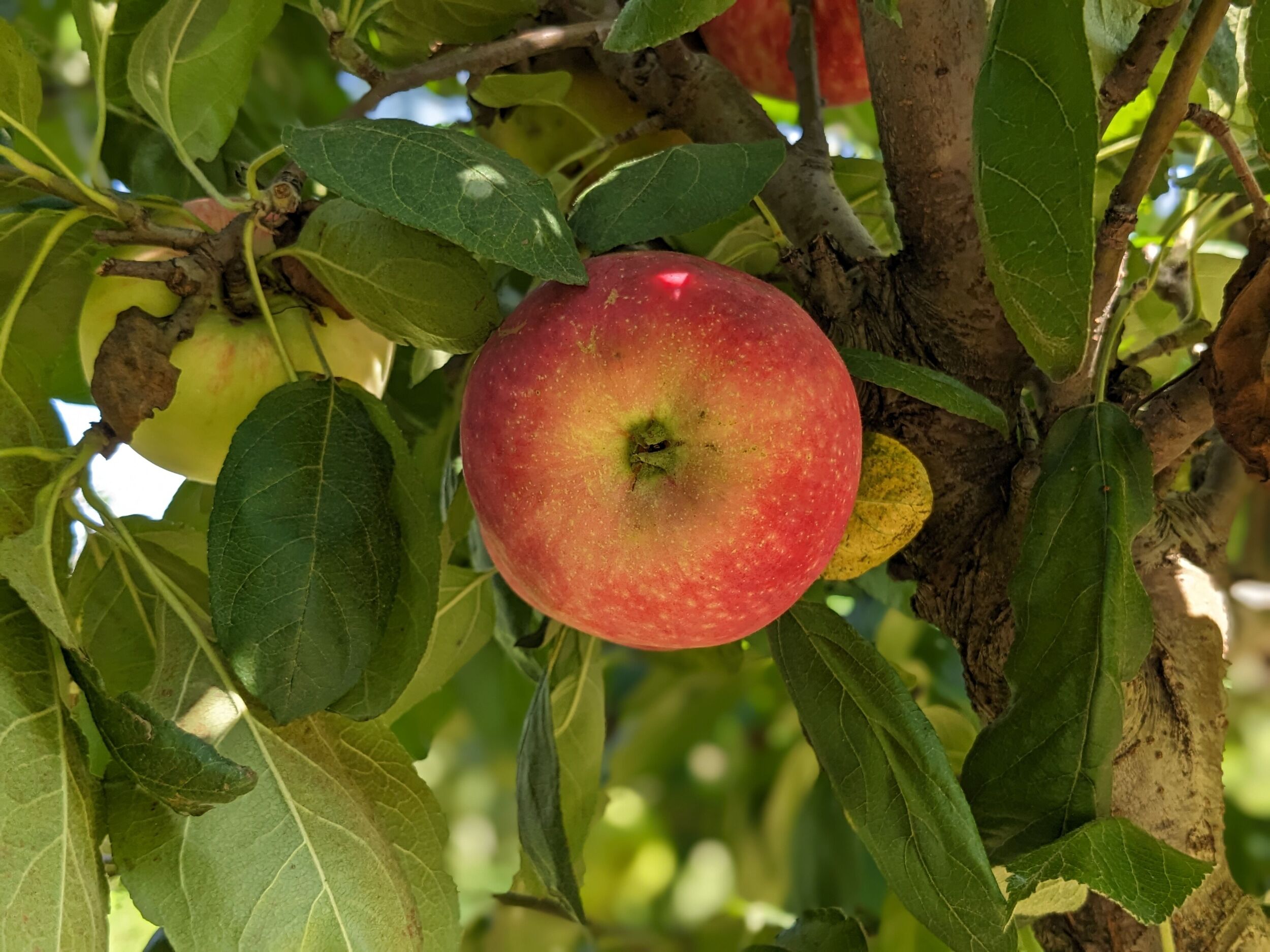 Viking Apple - Cummins Nursery - Fruit Trees, Scions, and