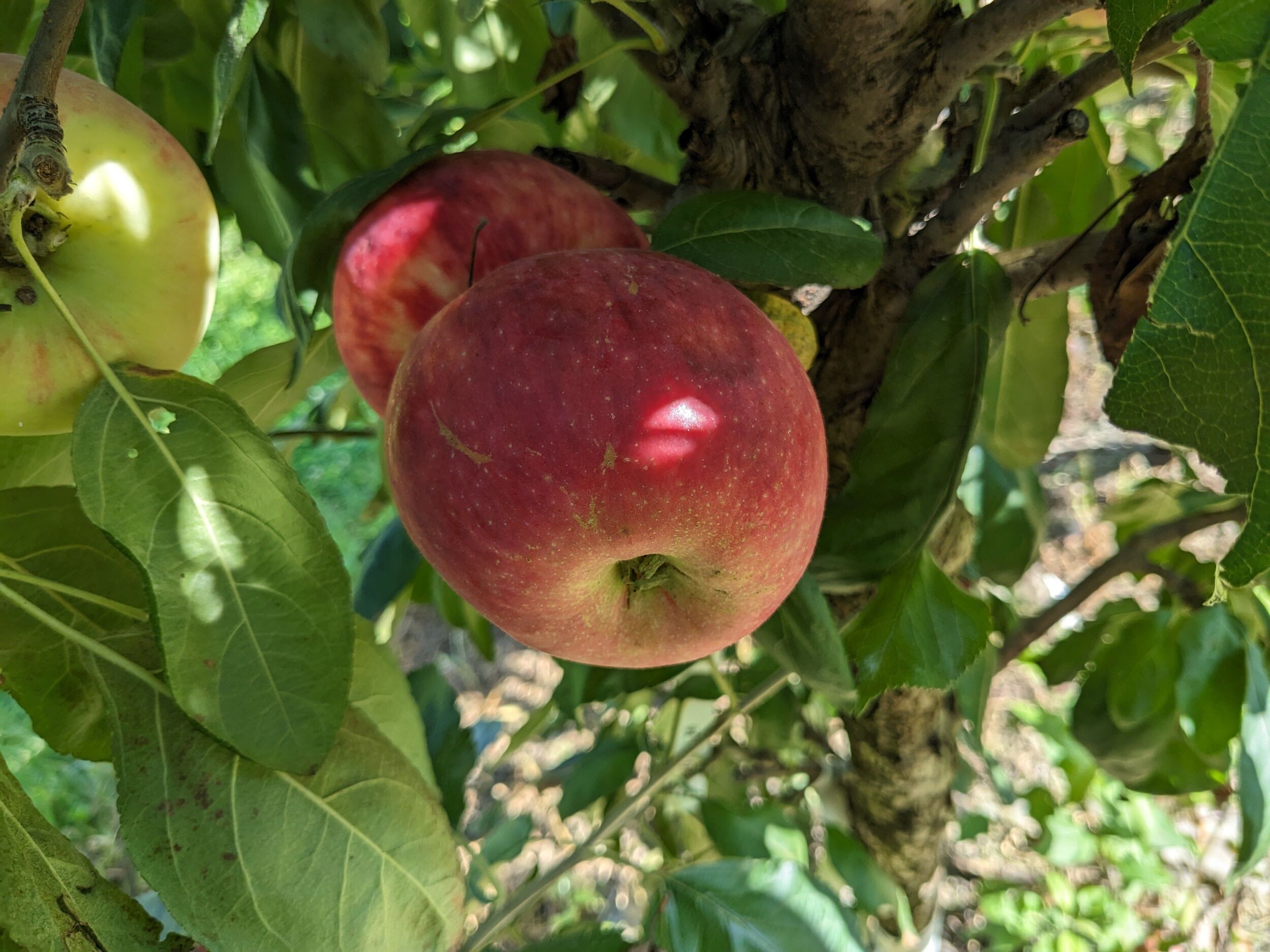 Viking Apple - Cummins Nursery - Fruit Trees, Scions, and