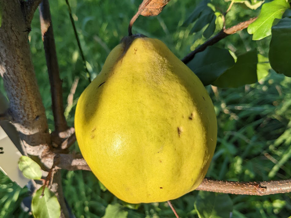 Pineapple Quince Quince on Quince Provence - Cummins Nursery 