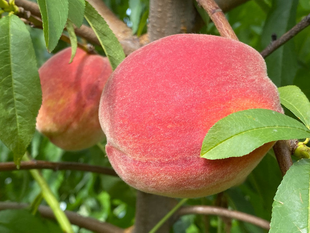 Redhaven Peach on Nemaguard - Cummins Nursery - Fruit Trees ...