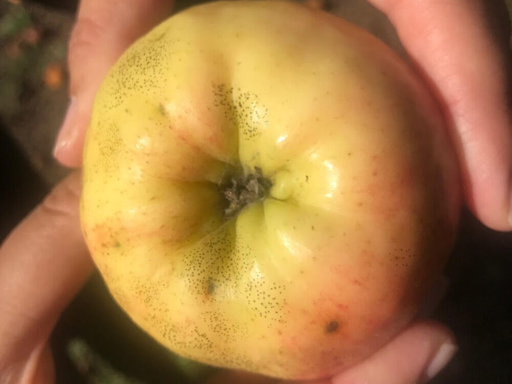 Apple - SON Chieftain Apple on G.214 - Cummins Nursery - Fruit Trees
