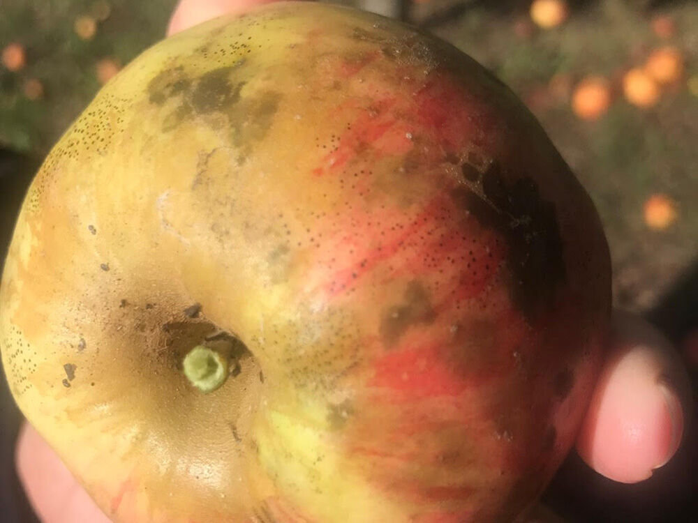 Apple - yam Boozin Sweet Potatoes and Apples - YouTube